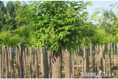 国槐树苗种植方法 国槐树怎样种植