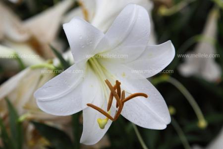 百合花的功效与作用 干百合花的功效与作用 干百合花如何食用