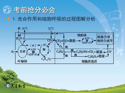 光合作用考点 高考生物光合作用考点解读