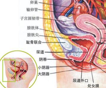 患急性盆腔炎的原因 盆腔炎是怎么引起的 患上盆腔炎的原因