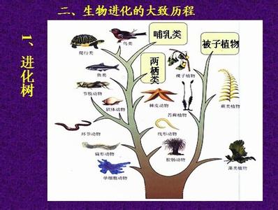 初一生物上册期中试卷 初一上册生物《生物进化的学说》测试试卷