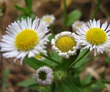 野菊花枕头 野菊花枕头价格?菊花枕头怎么做?