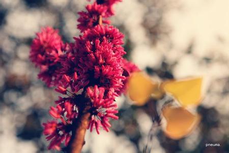 形容花开花落的散文 唯美哲理散文《花开花落》