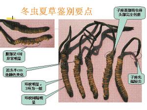 脑血栓形成鉴别诊断 冬虫草怎么形成的 如何鉴别冬虫草