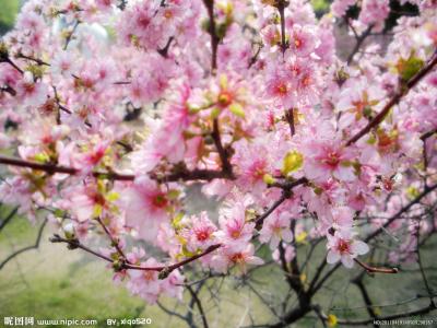 描写花儿的优美句子 写春天花儿的优美句子_关于春天花儿的唯美句子