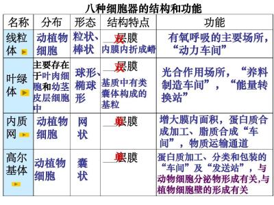 细胞器之间的分工 高一生物必修1细胞器—系统内的分工合作测试试题