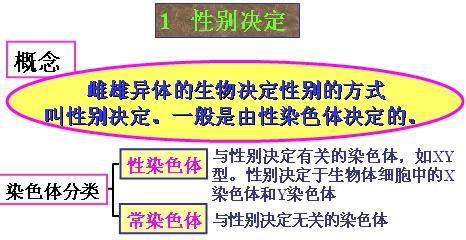 高二生物知识点总结 高二生物伴性遗传知识点总结