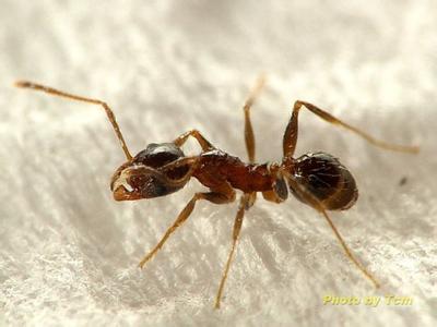什么蚂蚁最厉害 全世界最厉害的蚂蚁