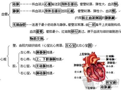 生物会考复习资料：生物圈中的人