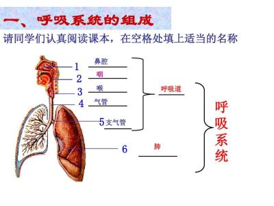 肺与外界的气体交换 七年级生物下册人体与外界的气体交换知识点