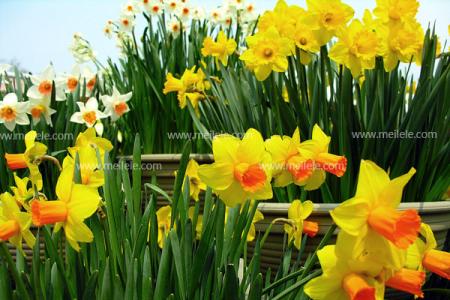 水仙花的花语代表什么 水仙花花语是什么