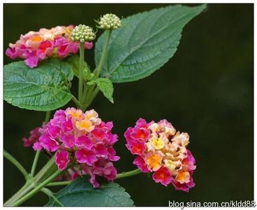 橄榄枝的花语是什么 橄榄花的花语是什么