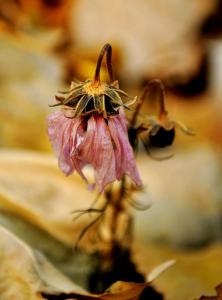 残花败柳 残花败叶落江去 …… 打一成语