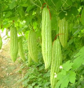 香菇反季节栽培技术 反季节苦瓜栽培技术