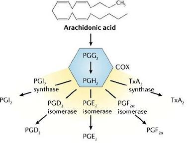 前列腺素e2的生理功能 什么是前列腺素 前列腺素的生理作用