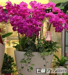 办公室植物风水知识 植物风水知识