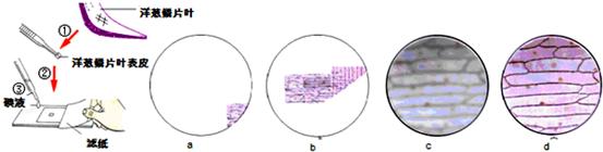 洋葱鳞片叶表皮细胞 《制作洋葱鳞片叶内表皮细胞临时装片》教学视频