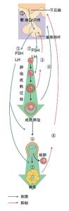 月经周期缩短的原因 青春期月经周期缩短的原因