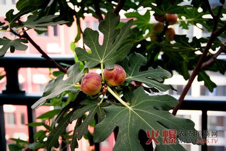 无花果盆栽种植方法 如何种植盆栽无花果