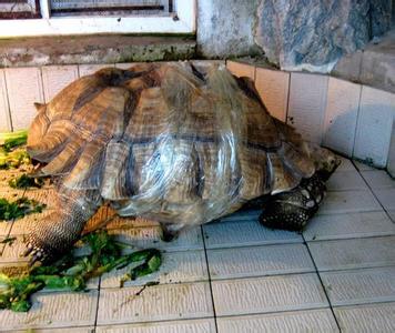 世界上最大的乌龟玄武 世界上最大千年乌龟
