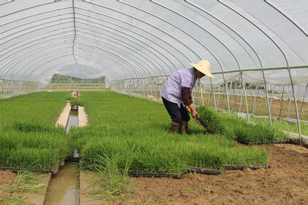 北方水稻育苗技术视频 东北水稻种植技术视频