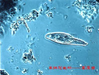 单细胞生物教学设计 单细胞生物教学反思