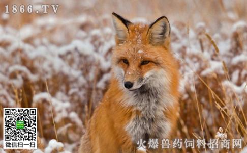 饲养狐狸 如何饲养狐狸_饲养狐狸的方法