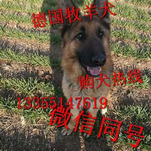 德国牧羊犬饲养方法 家庭饲养德国牧羊犬应注意哪些问题