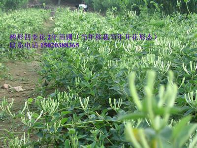 金银花种植前景 金银花种植的市场前景如何