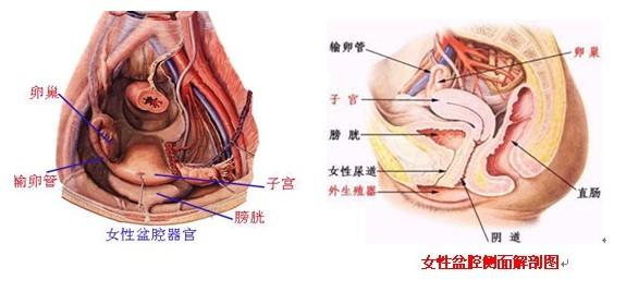 做人流会不会导致不孕 慢性盆腔炎会影响怀孕吗 慢性盆腔炎会不会导致不孕症