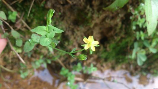 田基黄的副作用 田基黄的药用价值