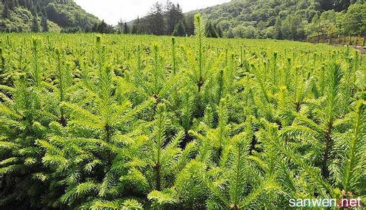 适合北方种植的苗木 北方适合种植什么苗木