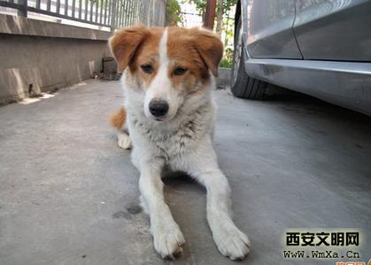 中华田园犬饲养 如何饲养中华田园犬_饲养中华田园犬的方法