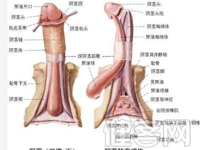 青春期性心理特点 青春期性健康知识，青春期性心理特点