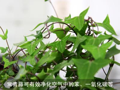 吸毒能彻底戒掉吗 吸毒明星植物大盘点 与甲醛彻底说再见