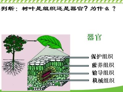 一汽自主品牌结构 自主品牌的层次结构是怎样的