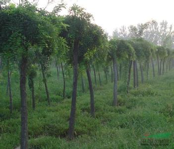 国槐树苗种植方法 国槐树苗种植技术