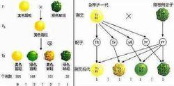 高一生物遗传学 高一生物遗传学基本规律解题方法