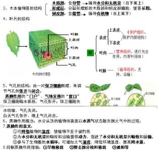 生物会考复习资料：生物圈中的绿色植物