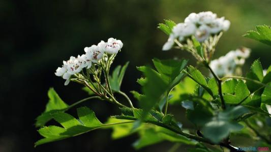 山楂花的寓意,象征 山楂花的含义