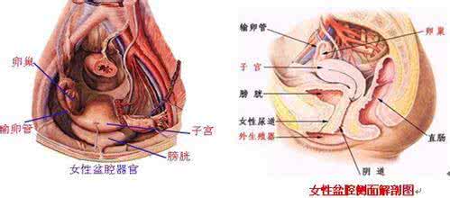 盆腔炎有什么危害 盆腔炎有什么影响 盆腔炎对身体的危害