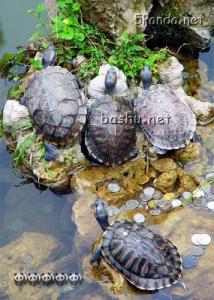 海龟的饲养 饲养海龟的技术