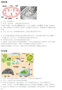 高中生物知识点梳理图 高二生物细胞器知识点梳理