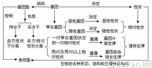 高一下学期生物知识点 高一生物《基因的表达》知识点