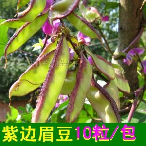 眉豆种植方法 紫边眉豆怎么种植 紫边眉豆的种植方法