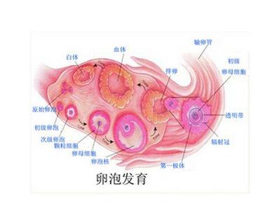 卵泡发育不好怎么调理 卵泡发育不好该怎么办