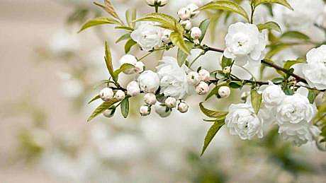 人间四月芳菲尽 芳菲四月，我从诗意的春走来