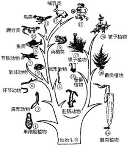 八年级生物单元测试题 八年级生物生命起源和生物进化同步测试题