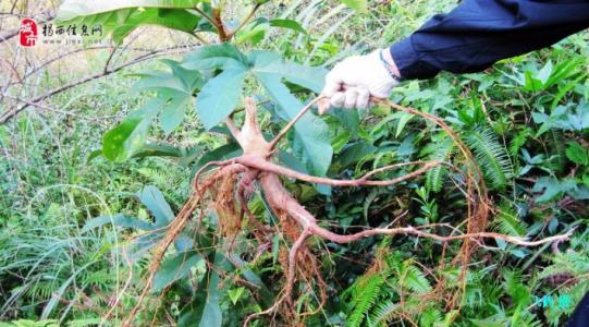 广西巴西人参种植基地 广西人参有什么种植技术