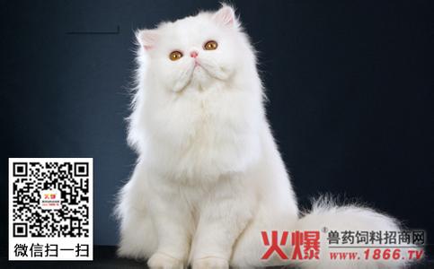 龙猫的饲养方法 猫饲养方法_猫怎样饲养